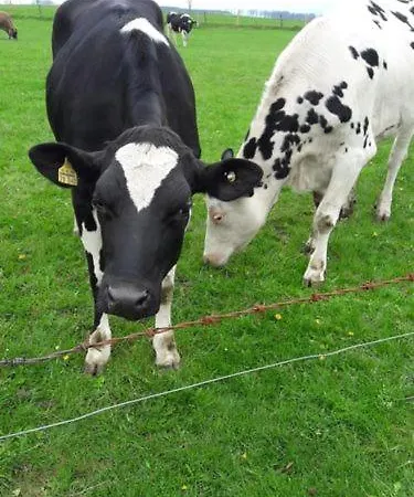 Darge Felbecke Appartamento Schmallenberg